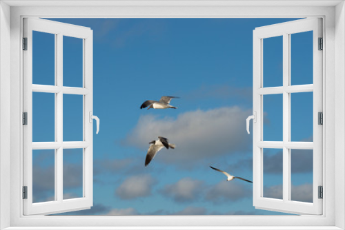 Fototapeta Naklejka Na Ścianę Okno 3D - seagull-in-flight