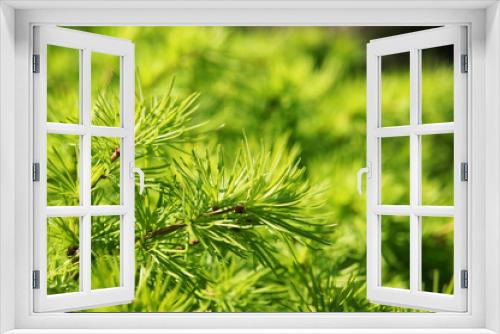 Fototapeta Naklejka Na Ścianę Okno 3D - Fresh green larch branches