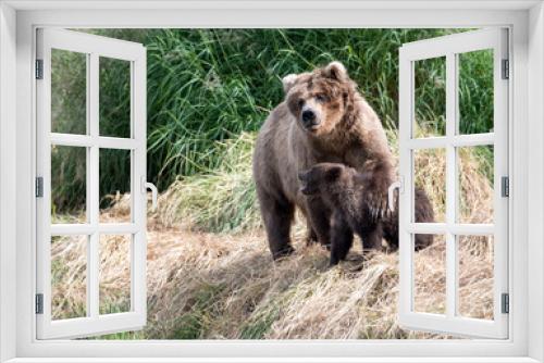 Fototapeta Naklejka Na Ścianę Okno 3D - Alaskan brown bear cub and sow