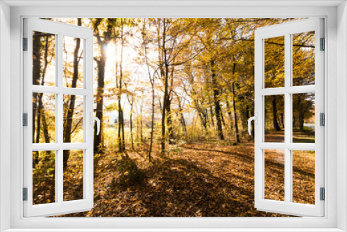 Fototapeta Naklejka Na Ścianę Okno 3D - Spazierweg, Bäume und Laub im Herbst
