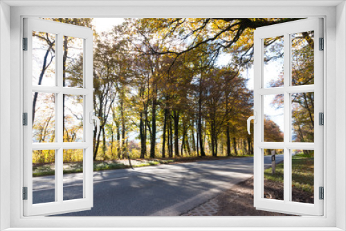 Fototapeta Naklejka Na Ścianę Okno 3D - Straße, Bäume und Laub im Herbst
