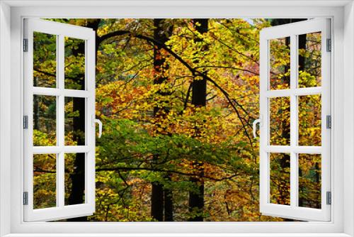 Fototapeta Naklejka Na Ścianę Okno 3D - Autumn colour in a beech tree forest