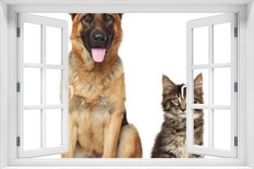 Fototapeta Naklejka Na Ścianę Okno 3D - Cat and dog together