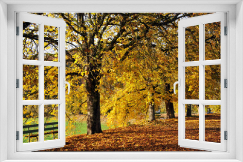 Fototapeta Naklejka Na Ścianę Okno 3D - autumn Golden