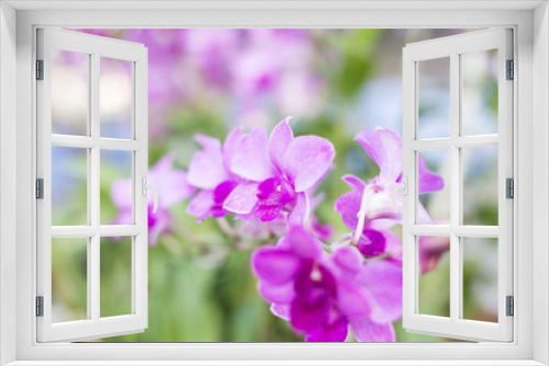 Fototapeta Naklejka Na Ścianę Okno 3D - Orchid flowers