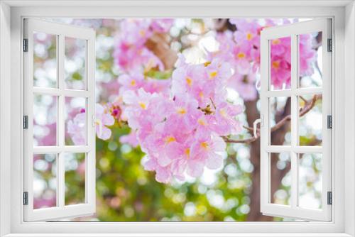 Fototapeta Naklejka Na Ścianę Okno 3D - Booming double cherry blossom branches