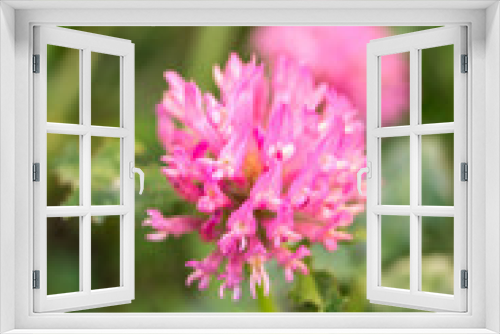 Fototapeta Naklejka Na Ścianę Okno 3D - Violet flower on a garden in autumn