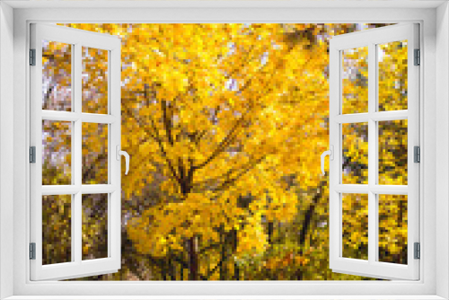 Fototapeta Naklejka Na Ścianę Okno 3D - Maple tree in forest