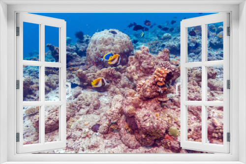 Fototapeta Naklejka Na Ścianę Okno 3D - Pair of Banner Fishes near Coral, Maldives