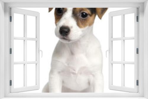 Fototapeta Naklejka Na Ścianę Okno 3D - puppy Jack russell (8 weeks)