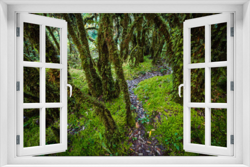 Fototapeta Naklejka Na Ścianę Okno 3D - Tree moss