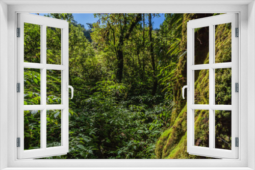 Fototapeta Naklejka Na Ścianę Okno 3D - Tree moss