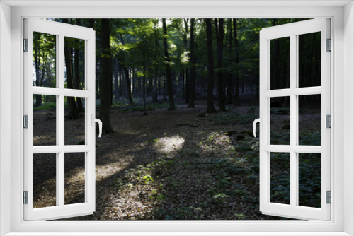 Fototapeta Naklejka Na Ścianę Okno 3D - In einem Buchenwald
