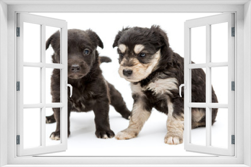 Fototapeta Naklejka Na Ścianę Okno 3D - Two small, serious puppy