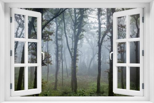Fototapeta Naklejka Na Ścianę Okno 3D - de grands troncs d'arbre sous un brouillard bleuté