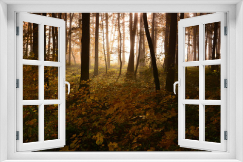 Fototapeta Naklejka Na Ścianę Okno 3D - Autumn foggy forest