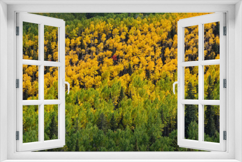Fototapeta Naklejka Na Ścianę Okno 3D - Yellow Aspen Forest