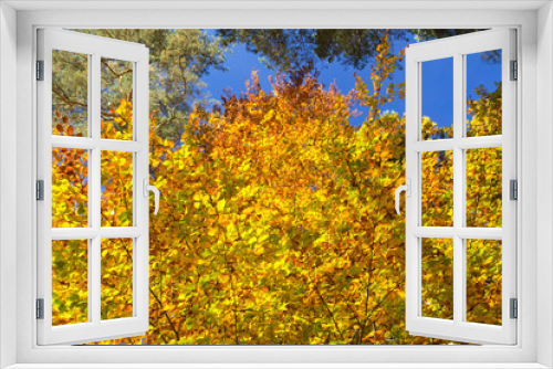 Fototapeta Naklejka Na Ścianę Okno 3D - Herbst im Wald