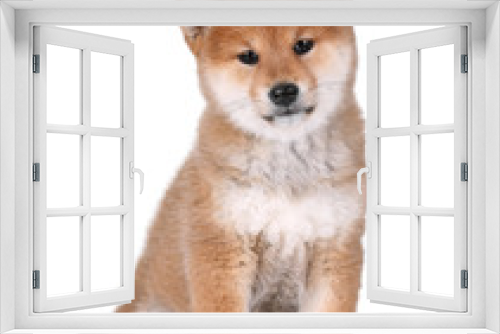 Fototapeta Naklejka Na Ścianę Okno 3D -  Cute Puppy Shiba Inu on a white background 