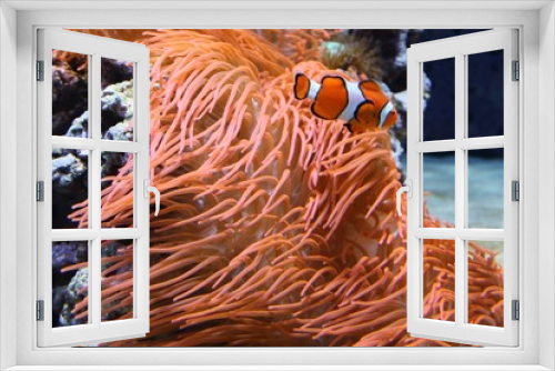 Fototapeta Naklejka Na Ścianę Okno 3D - Clownfisch