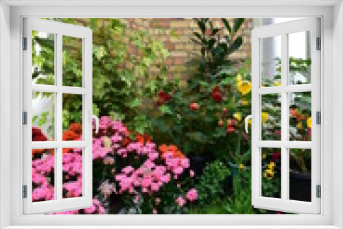 Fototapeta Naklejka Na Ścianę Okno 3D - In corner of vintage greenhouse with warm weather loving flowers.