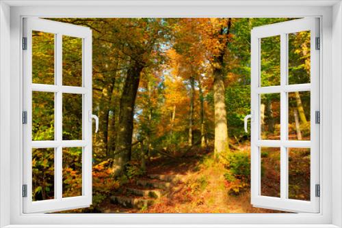 Fototapeta Naklejka Na Ścianę Okno 3D - Autumn forest and trees with colorful leafs.