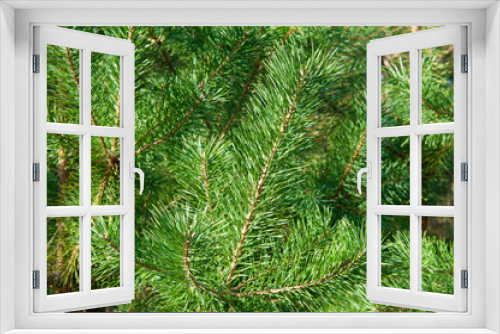 Fototapeta Naklejka Na Ścianę Okno 3D - Image of Christmas Tree Needles