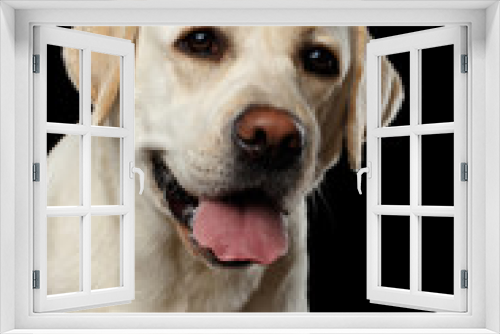 Fototapeta Naklejka Na Ścianę Okno 3D - Close-up portrait of beige Labrador retriever dog with curious face in front view isolated black background