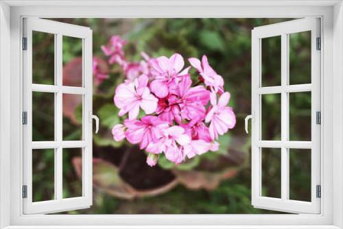 Fototapeta Naklejka Na Ścianę Okno 3D - Heranium pink flowers