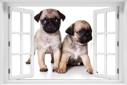 Fototapeta Naklejka Na Ścianę Okno 3D - Two pug puppy (isolated on white background)