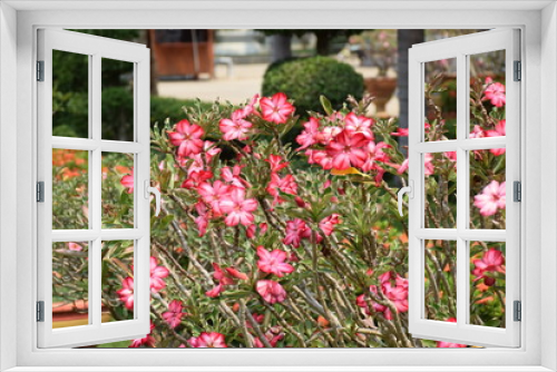 Fototapeta Naklejka Na Ścianę Okno 3D - Flower in garden