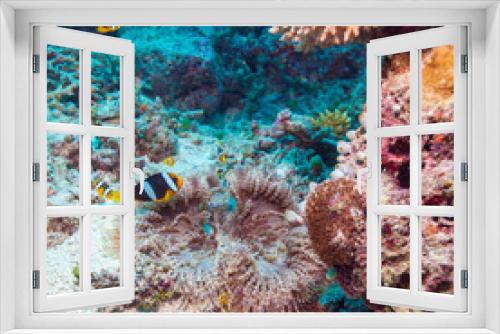 Fototapeta Naklejka Na Ścianę Okno 3D - Yellowtail Clown Fish with Sea Anemone