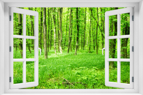 Fototapeta Naklejka Na Ścianę Okno 3D - Forest background