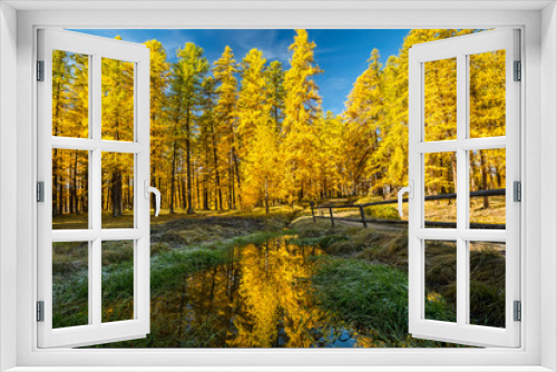 Fototapeta Naklejka Na Ścianę Okno 3D - Forêt de mélèzes en automne