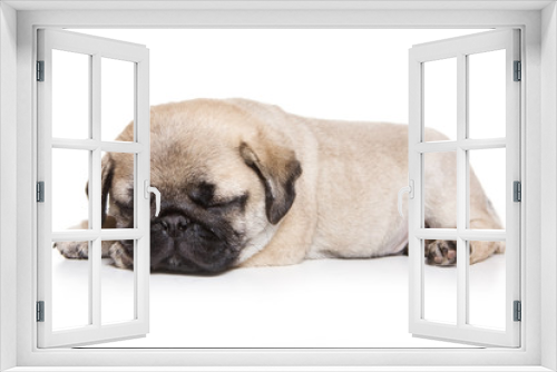 Fototapeta Naklejka Na Ścianę Okno 3D - Puppy pug (isolated on white)