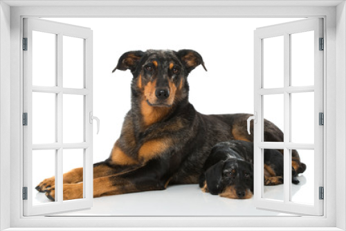 Fototapeta Naklejka Na Ścianę Okno 3D - Zwei Hunde