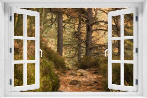 Fototapeta Naklejka Na Ścianę Okno 3D - A portrait image of an autumnal forest trail in the Scottish highlands.