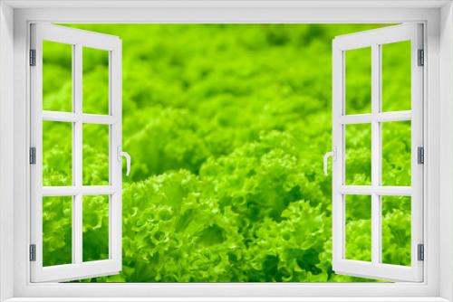 Fototapeta Naklejka Na Ścianę Okno 3D - Green leaf lettuce. Food production in hydroponic plant.