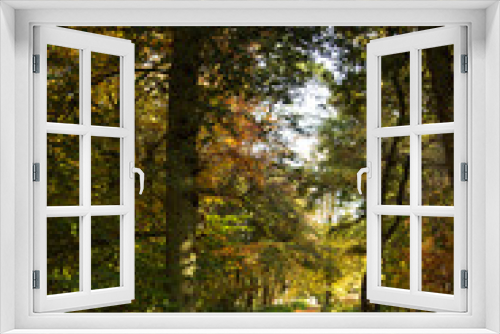 Fototapeta Naklejka Na Ścianę Okno 3D - Woodland scene with yellow and brown autumn leaves