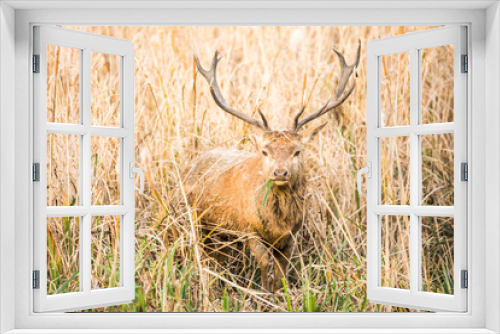Fototapeta Naklejka Na Ścianę Okno 3D - beautiful wild deer