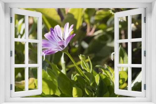 Fototapeta Naklejka Na Ścianę Okno 3D - aster in bloom in the garden