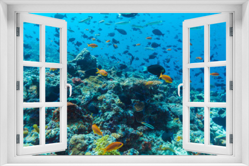 Fototapeta Naklejka Na Ścianę Okno 3D - Many different colorful fishes in ocean blue background
