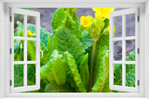Fototapeta Naklejka Na Ścianę Okno 3D - Primula