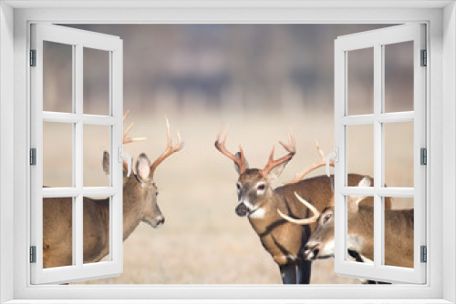 Fototapeta Naklejka Na Ścianę Okno 3D - Three whitetail bucks getting ready to fight