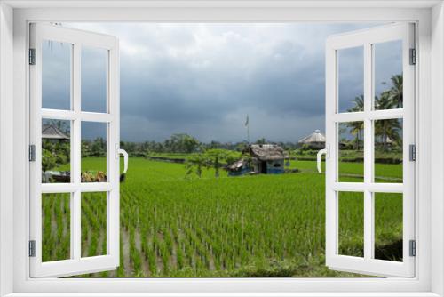 Fototapeta Naklejka Na Ścianę Okno 3D - The rice fields of Bali, Indonesia