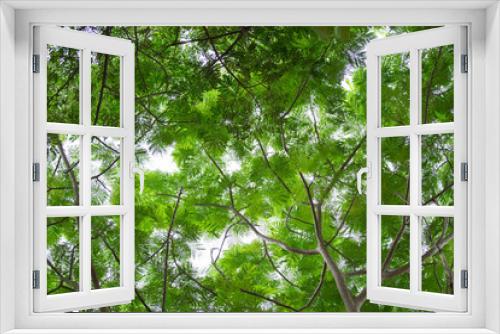 Fototapeta Naklejka Na Ścianę Okno 3D - bottom view group of green leaf  of tree in tropical forest