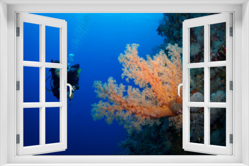 Fototapeta Naklejka Na Ścianę Okno 3D - Woman diver explores reef, Ruqia Island, Red Sea, Egypt