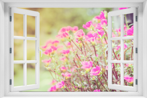 Fototapeta Naklejka Na Ścianę Okno 3D - Warm tone color of pink portulaca or moss rose or sun plant or sun rose garden