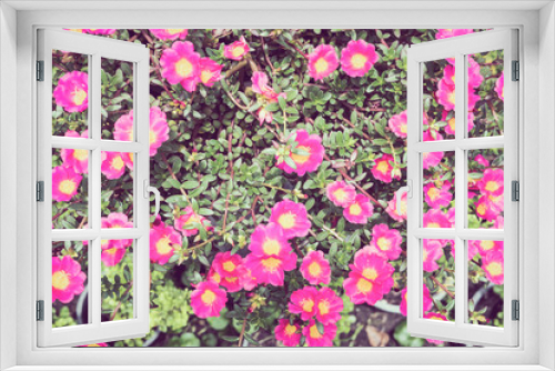 Fototapeta Naklejka Na Ścianę Okno 3D - Pink portulaca or moss rose or sun plant or sun rose garden