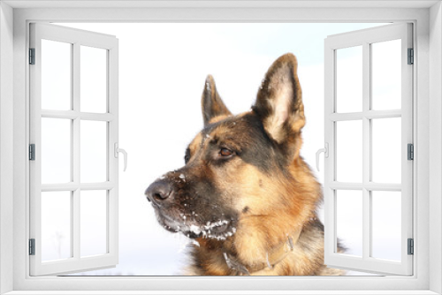 Fototapeta Naklejka Na Ścianę Okno 3D - Dog german shepherd in a winter day